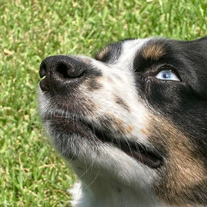 Meet your Posher, Isabella